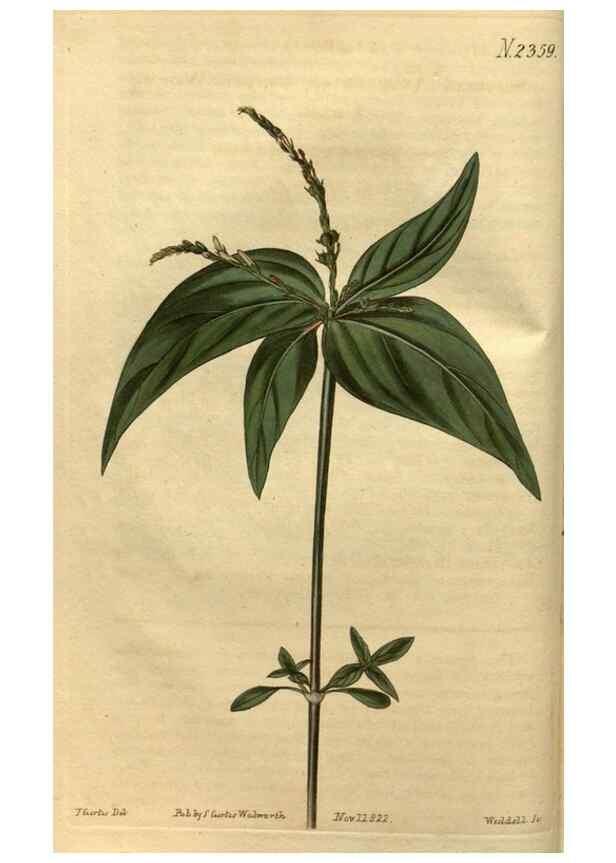 Reproducción/Reproduction 35150396626: Curtis's botanical magazine.. London ; New York [etc.] :Academic Press [etc.]