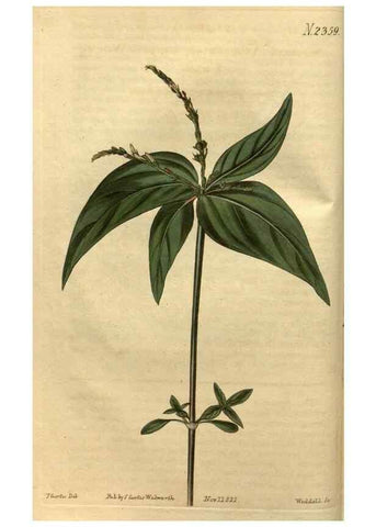 Reproducción/Reproduction 35150396626: Curtis's botanical magazine.. London ; New York [etc.] :Academic Press [etc.]
