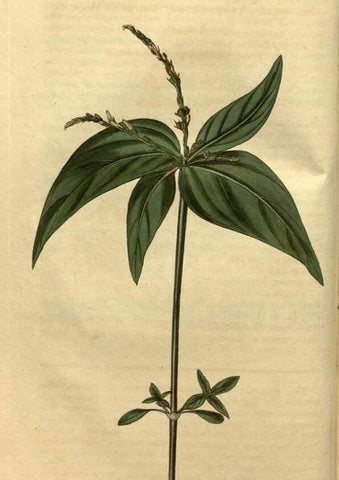Reproducción/Reproduction 35150396626: Curtis's botanical magazine.. London ; New York [etc.] :Academic Press [etc.]