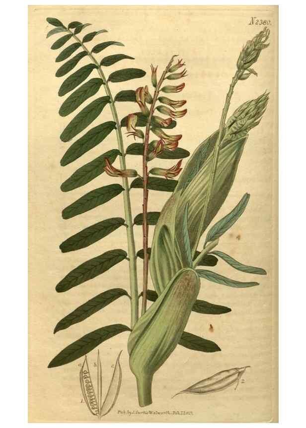 Reproducción/Reproduction 35060270191: Curtis's botanical magazine.. London ; New York [etc.] :Academic Press [etc.]