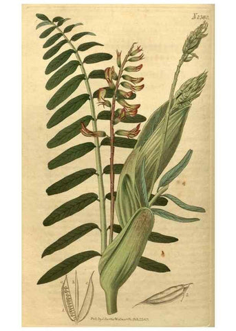 Reproducción/Reproduction 35060270191: Curtis's botanical magazine.. London ; New York [etc.] :Academic Press [etc.]