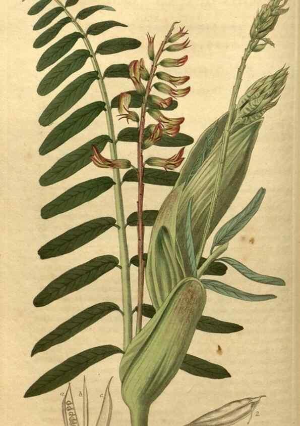 Reproducción/Reproduction 35060270191: Curtis's botanical magazine.. London ; New York [etc.] :Academic Press [etc.]