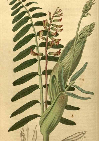 Reproducción/Reproduction 35060270191: Curtis's botanical magazine.. London ; New York [etc.] :Academic Press [etc.]