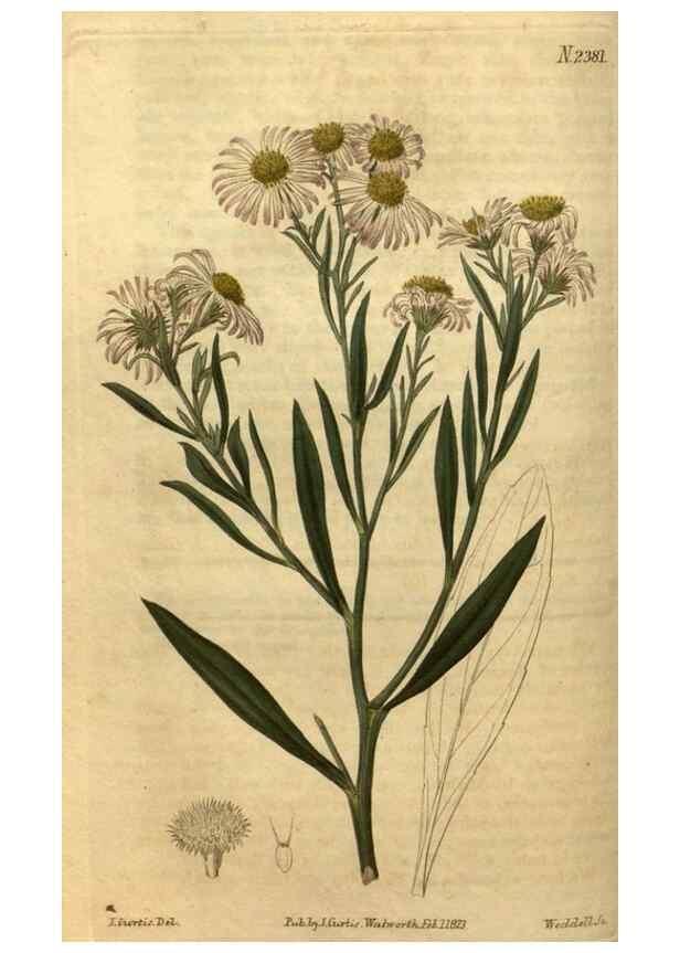 Reproducción/Reproduction 35060271571: Curtis's botanical magazine.. London ; New York [etc.] :Academic Press [etc.]