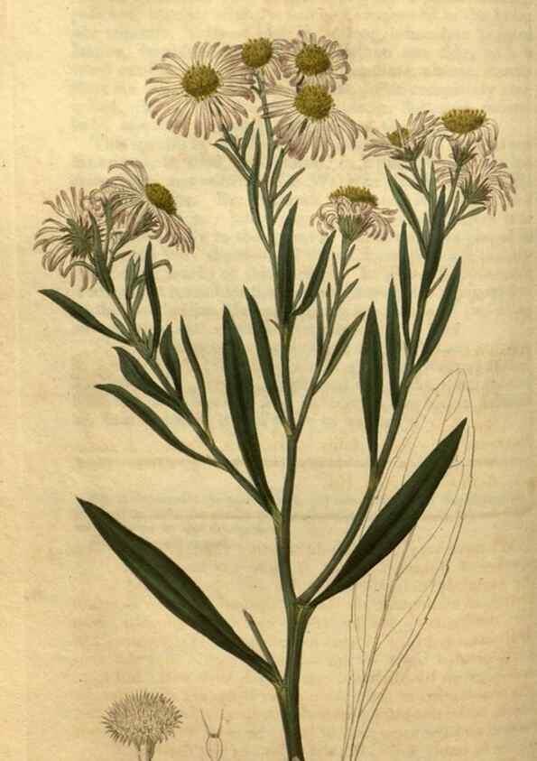 Reproducción/Reproduction 35060271571: Curtis's botanical magazine.. London ; New York [etc.] :Academic Press [etc.]