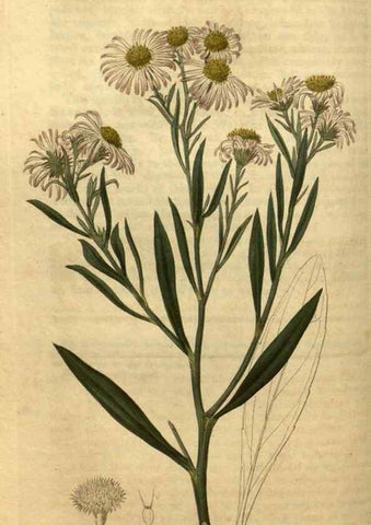 Reproducción/Reproduction 35060271571: Curtis's botanical magazine.. London ; New York [etc.] :Academic Press [etc.]
