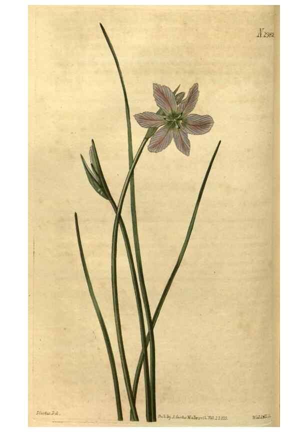 Reproducción/Reproduction 35060272521: Curtis's botanical magazine.. London ; New York [etc.] :Academic Press [etc.]