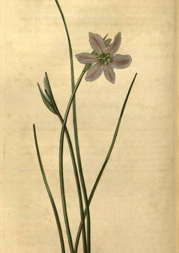 Reproducción/Reproduction 35060272521: Curtis's botanical magazine.. London ; New York [etc.] :Academic Press [etc.]