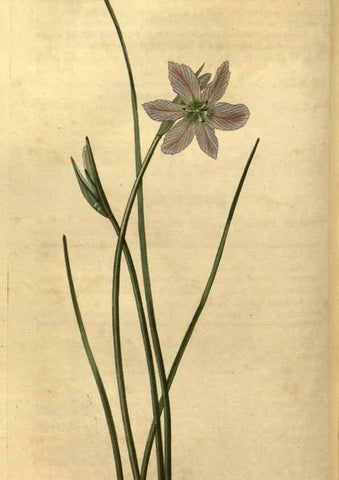 Reproducción/Reproduction 35060272521: Curtis's botanical magazine.. London ; New York [etc.] :Academic Press [etc.]