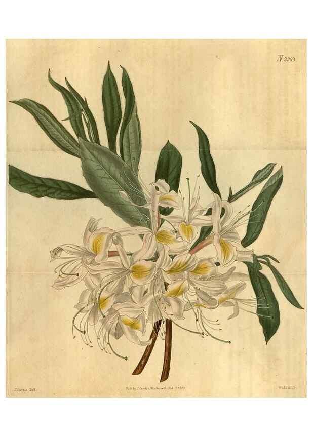 Reproducción/Reproduction 35190700125: Curtis's botanical magazine.. London ; New York [etc.] :Academic Press [etc.]