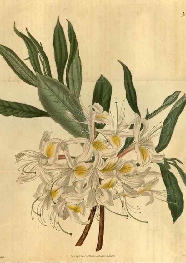 Reproducción/Reproduction 35190700125: Curtis's botanical magazine.. London ; New York [etc.] :Academic Press [etc.]