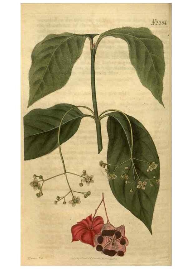 Reproducción/Reproduction 35190701445: Curtis's botanical magazine.. London ; New York [etc.] :Academic Press [etc.]