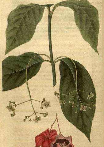 Reproducción/Reproduction 35190701445: Curtis's botanical magazine.. London ; New York [etc.] :Academic Press [etc.]