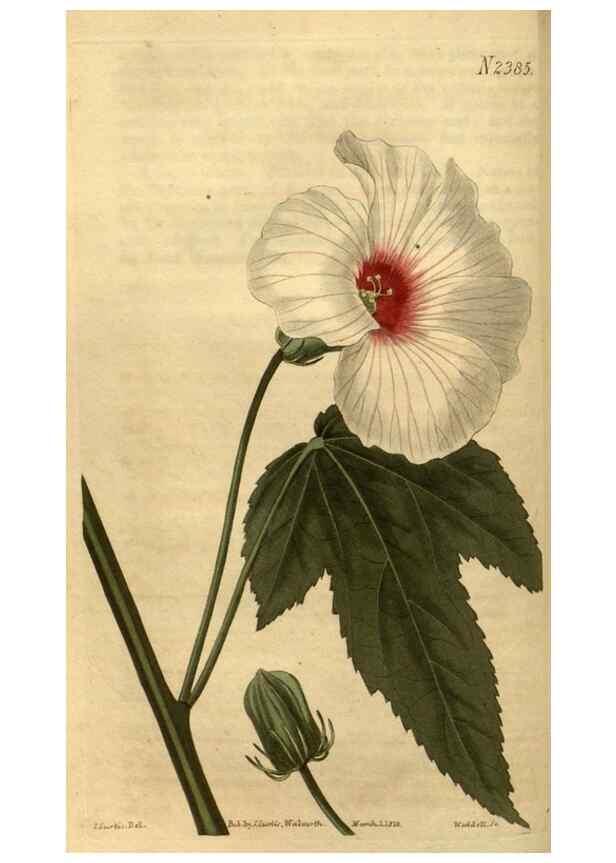 Reproducción/Reproduction 35190702445: Curtis's botanical magazine.. London ; New York [etc.] :Academic Press [etc.]