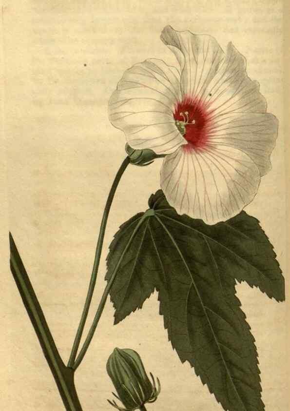 Reproducción/Reproduction 35190702445: Curtis's botanical magazine.. London ; New York [etc.] :Academic Press [etc.]