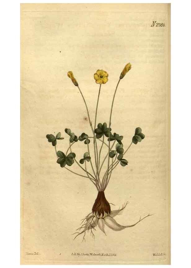 Reproducción/Reproduction 35025397112: Curtis's botanical magazine.. London ; New York [etc.] :Academic Press [etc.]