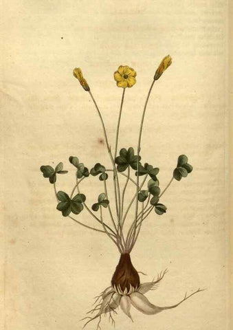 Reproducción/Reproduction 35025397112: Curtis's botanical magazine.. London ; New York [etc.] :Academic Press [etc.]