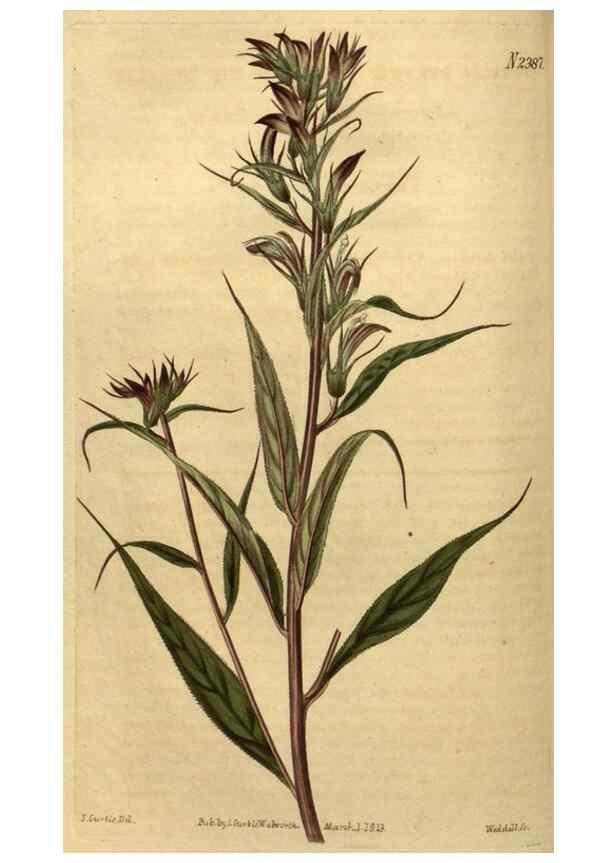 Reproducción/Reproduction 35190704565: Curtis's botanical magazine.. London ; New York [etc.] :Academic Press [etc.]