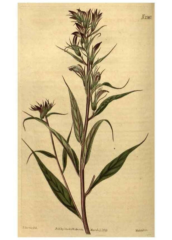 Reproducción/Reproduction 35190704565: Curtis's botanical magazine.. London ; New York [etc.] :Academic Press [etc.]