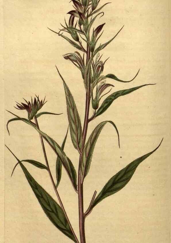 Reproducción/Reproduction 35190704565: Curtis's botanical magazine.. London ; New York [etc.] :Academic Press [etc.]