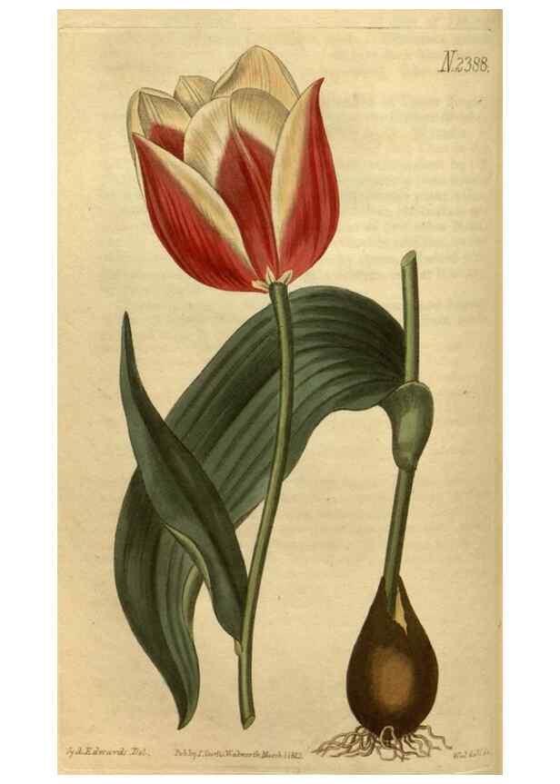 Reproducción/Reproduction 35190705835: Curtis's botanical magazine.. London ; New York [etc.] :Academic Press [etc.]