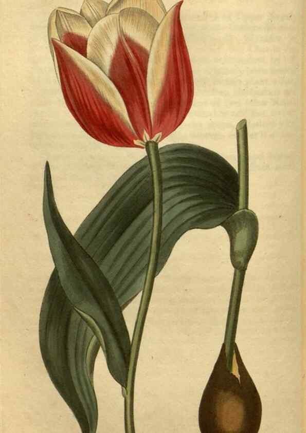 Reproducción/Reproduction 35190705835: Curtis's botanical magazine.. London ; New York [etc.] :Academic Press [etc.]