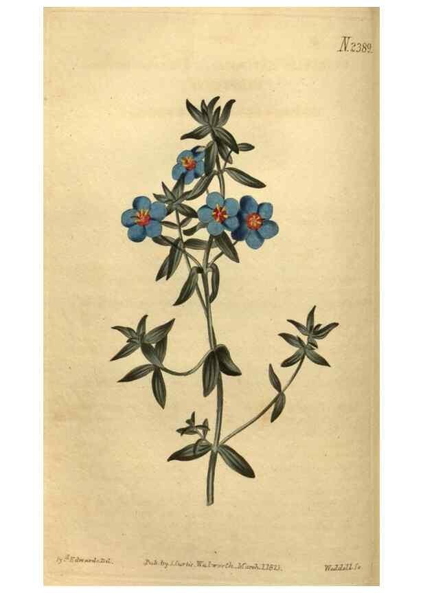 Reproducción/Reproduction 35190707305: Curtis's botanical magazine.. London ; New York [etc.] :Academic Press [etc.]