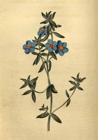 Reproducción/Reproduction 35190707305: Curtis's botanical magazine.. London ; New York [etc.] :Academic Press [etc.]