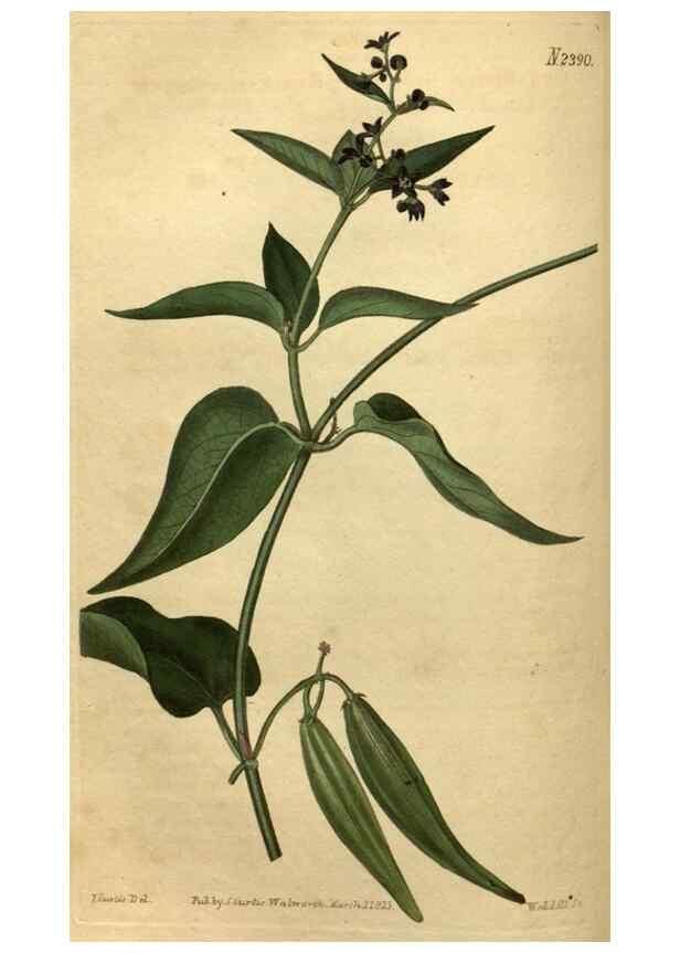 Reproducción/Reproduction 35190708705: Curtis's botanical magazine.. London ; New York [etc.] :Academic Press [etc.]
