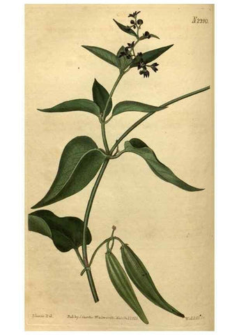 Reproducción/Reproduction 35190708705: Curtis's botanical magazine.. London ; New York [etc.] :Academic Press [etc.]