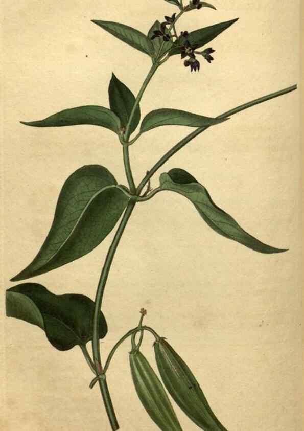Reproducción/Reproduction 35190708705: Curtis's botanical magazine.. London ; New York [etc.] :Academic Press [etc.]