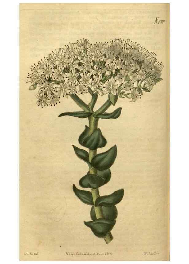 Reproducción/Reproduction 35025407732: Curtis's botanical magazine.. London ; New York [etc.] :Academic Press [etc.]