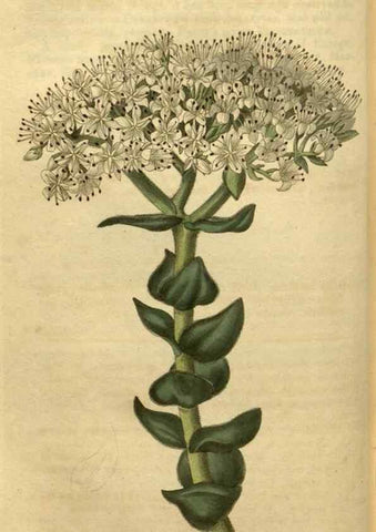 Reproducción/Reproduction 35025407732: Curtis's botanical magazine.. London ; New York [etc.] :Academic Press [etc.]