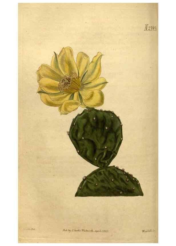 Reproducción/Reproduction 35025412462: Curtis's botanical magazine.. London ; New York [etc.] :Academic Press [etc.]