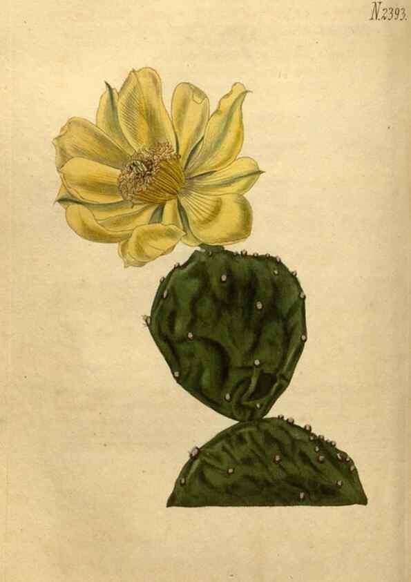 Reproducción/Reproduction 35025412462: Curtis's botanical magazine.. London ; New York [etc.] :Academic Press [etc.]