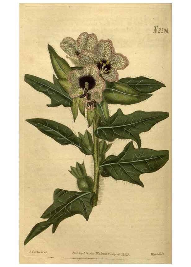 Reproducción/Reproduction 34381186153: Curtis's botanical magazine.. London ; New York [etc.] :Academic Press [etc.]