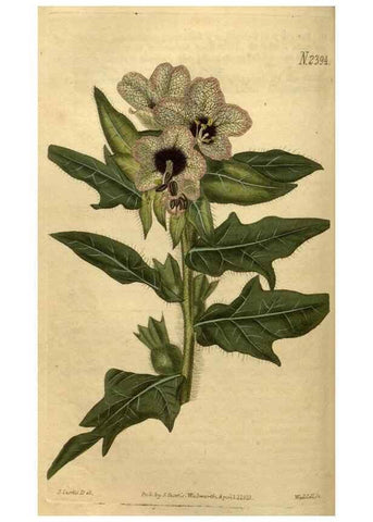 Reproducción/Reproduction 34381186153: Curtis's botanical magazine.. London ; New York [etc.] :Academic Press [etc.]