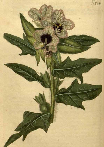 Reproducción/Reproduction 34381186153: Curtis's botanical magazine.. London ; New York [etc.] :Academic Press [etc.]