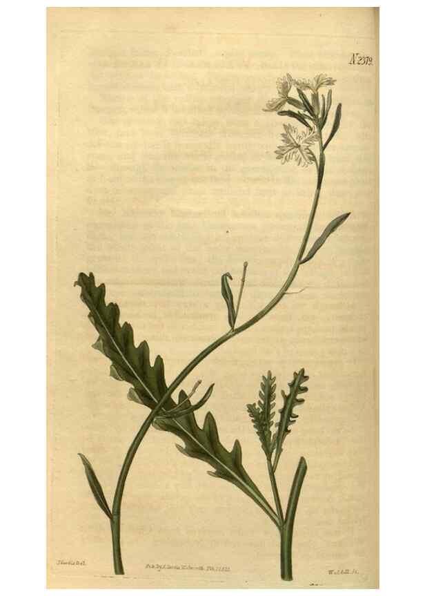 Reproducción/Reproduction 35060268801: Curtis's botanical magazine.. London ; New York [etc.] :Academic Press [etc.]