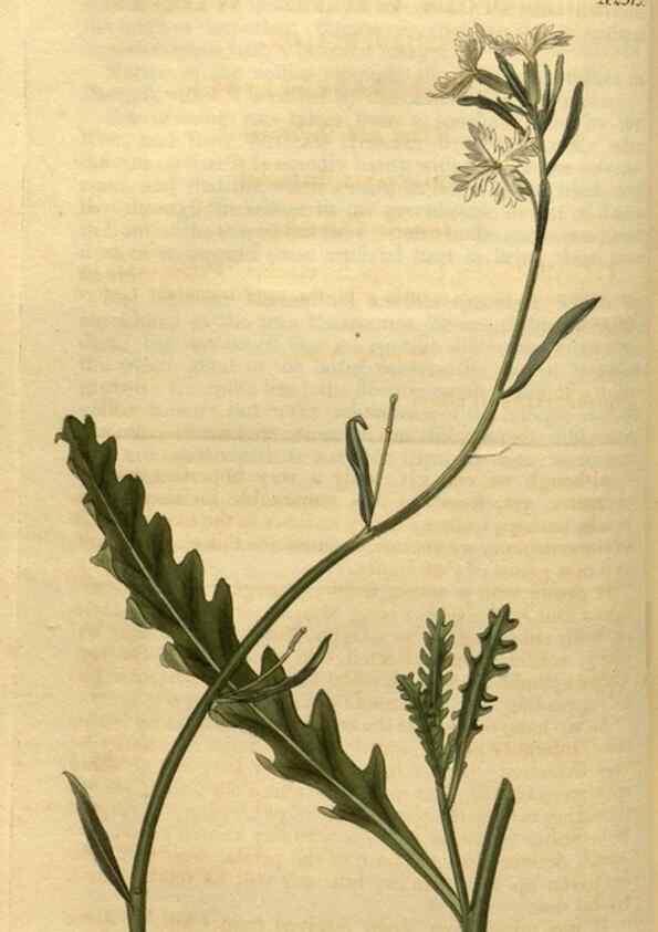 Reproducción/Reproduction 35060268801: Curtis's botanical magazine.. London ; New York [etc.] :Academic Press [etc.]