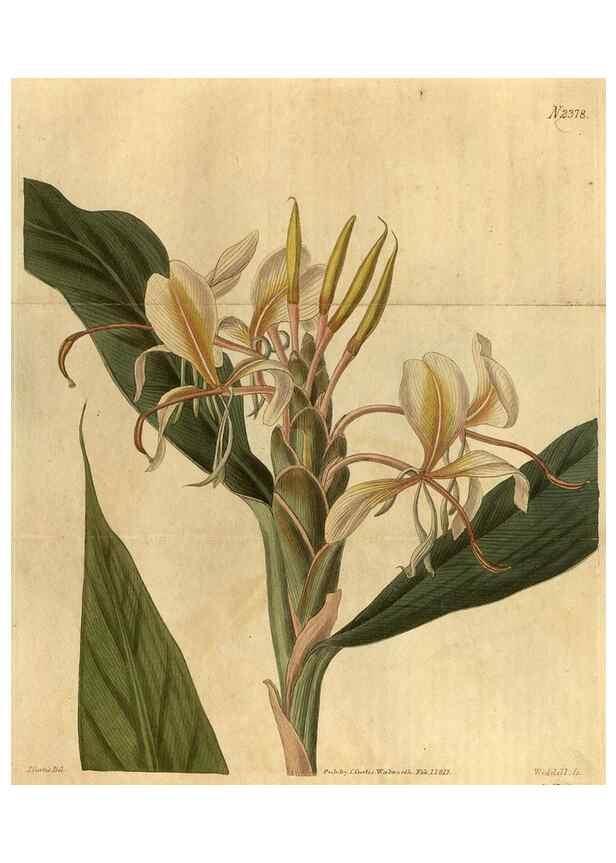 Reproducción/Reproduction 35060268001: Curtis's botanical magazine.. London ; New York [etc.] :Academic Press [etc.]