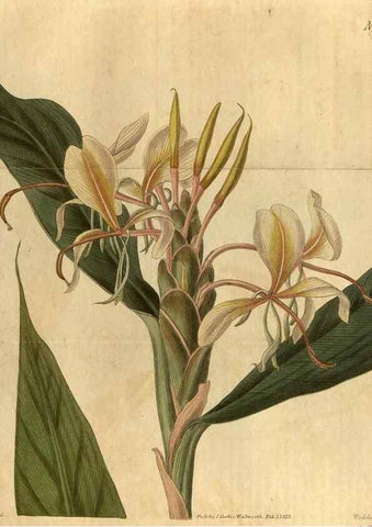 Reproducción/Reproduction 35060268001: Curtis's botanical magazine.. London ; New York [etc.] :Academic Press [etc.]