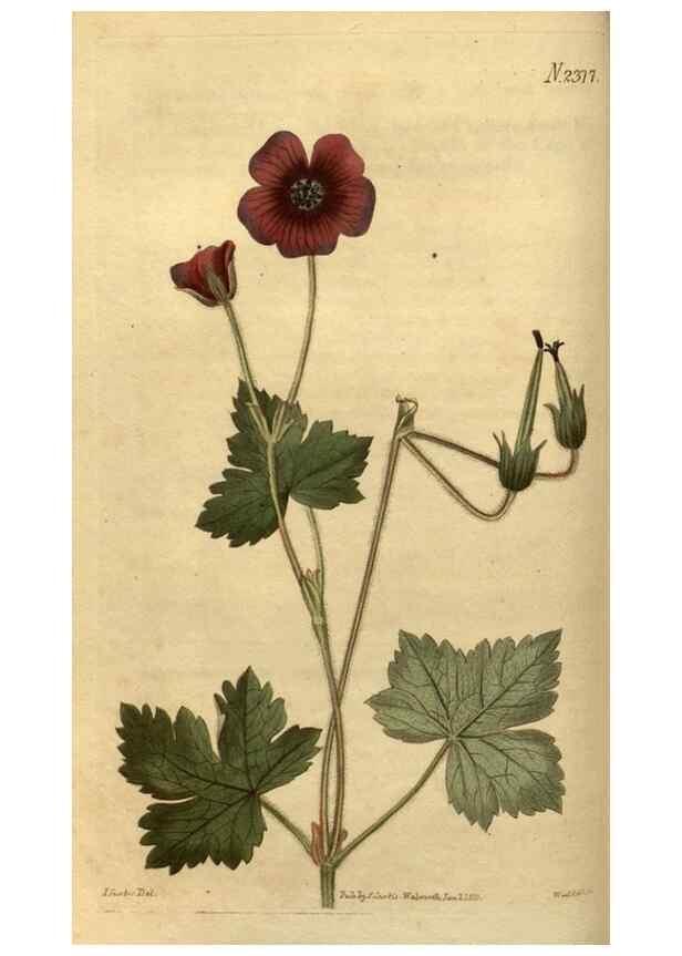 Reproducción/Reproduction 35060267181: Curtis's botanical magazine.. London ; New York [etc.] :Academic Press [etc.]