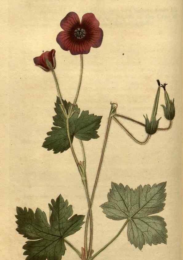 Reproducción/Reproduction 35060267181: Curtis's botanical magazine.. London ; New York [etc.] :Academic Press [etc.]