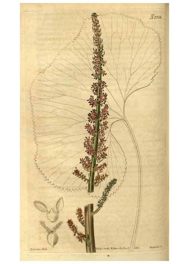 Reproducción/Reproduction 34381144513: Curtis's botanical magazine.. London ; New York [etc.] :Academic Press [etc.]