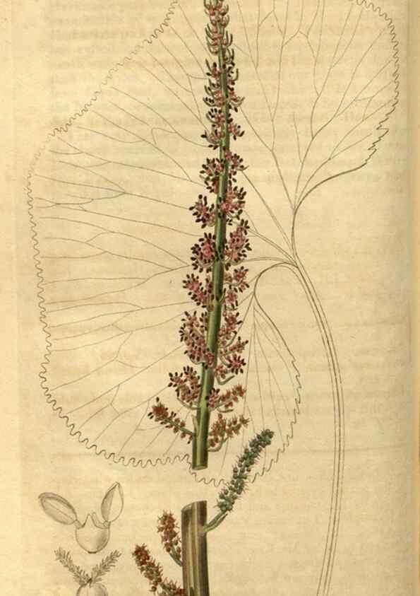 Reproducción/Reproduction 34381144513: Curtis's botanical magazine.. London ; New York [etc.] :Academic Press [etc.]