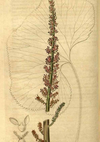 Reproducción/Reproduction 34381144513: Curtis's botanical magazine.. London ; New York [etc.] :Academic Press [etc.]