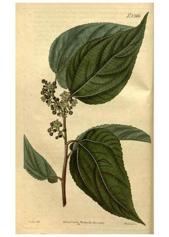 Reproducción/Reproduction 35150398846: Curtis's botanical magazine.. London ; New York [etc.] :Academic Press [etc.]