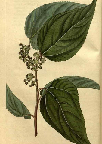 Reproducción/Reproduction 35150398846: Curtis's botanical magazine.. London ; New York [etc.] :Academic Press [etc.]