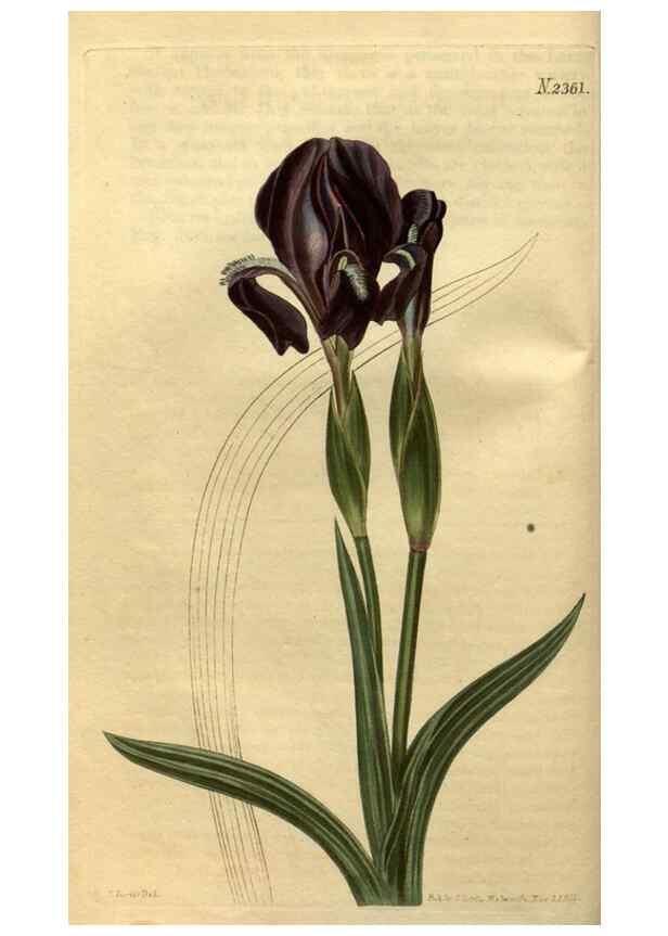 Reproducción/Reproduction 35150401176: Curtis's botanical magazine.. London ; New York [etc.] :Academic Press [etc.]